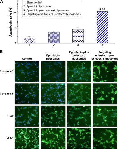 Figure 4 Induction of apoptosis of brain glioma cells and mechanism after treatment with targeting epirubicin plus celecoxib liposomes.Notes: (A) Induction of apoptosis in brain glioma. a, vs 1; b, vs 2; c, vs 3. (B) Expression changes of enzymes or proteins involved in apoptotic signaling pathways. The intensity of green fluorescence captured by the high content screening system indicates that the expressions of caspase-8, caspase-3, and Bax were enhanced, while the expression of Mcl-1 was decreased, after drug treatments. Images were obtained under a microscope at 80× magnification.