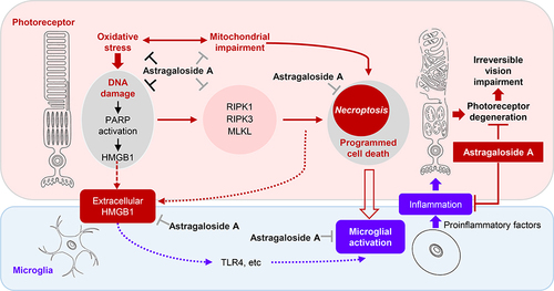 Figure 14 AS-A protects against oxidative stress and DNA damage-mediated photoreceptor degeneration in part through alleviating necroptosis and inflammation. The findings here provide direct evidence supporting that AS-A treatment attenuates the sequence of interconnected mechanistic events that mediate or aggravate photoreceptor degeneration. AS-A suppresses oxidative stress-induced mitochondrial impairment in photoreceptors. AS-A decreases oxidative stress and DNA damage-mediated retinal expression of necroptotic genes as well as the nuclear dislocation of HMGB1 from photoreceptors, which may in part contribute to its effect on alleviating neurotoxic microglial activation and retinal inflammation.