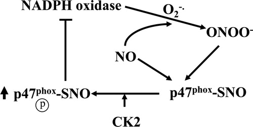 Figure 4. Proposed model of S-nitrosylation-mediated enhancement of CK2 phosphorylation of p47phox. See text for details.