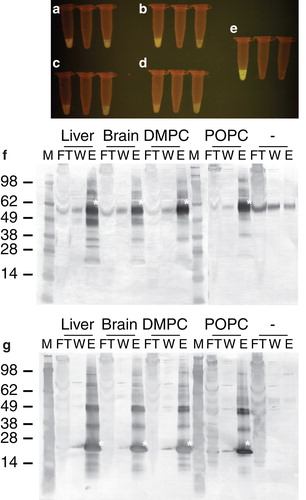 Figure 8. Purification of SLC17A3-eGFP, produced in the ND-CF mode as shown by eGFP-fluorescence and immunoblotting. SLC17A3 was produced in the ND-CF mode and subsequently purified via His-tagged MSP1D1 using Ni-NTA. Liver (a), Brain (b), DMPC (c), POPC (d) indicate the lipid sources, used for nanodisc formation. Negative control: No nanodiscs supplemented (-). FT, flow-through fraction; W, wash fraction; E, elution fraction; M, molecular weight marker. Asterisks indicate SLC17A3-eGFP and His-tagged MSP1D1, respectively. (f) Detection of SLC17A3-eGFP via anti-GFP antibody. (g) Detection of His-tagged MSP1D1 via anti-His antibody.