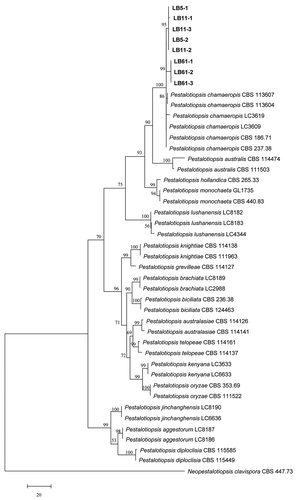 Fig. 2 Phylogenetic tree obtained using the MP method on the basis of combined ITS, β-tubulin and TEF gene sequence data from distinctive Pestalotiopsis species in this study (bold font) and published sequences. Neopestalotiopsis clavispora CBS 447.73 served as the outgroup. The numbers in the bootstrap test (1,000 replicates) are indicated above the branches and only values > 50% are shown