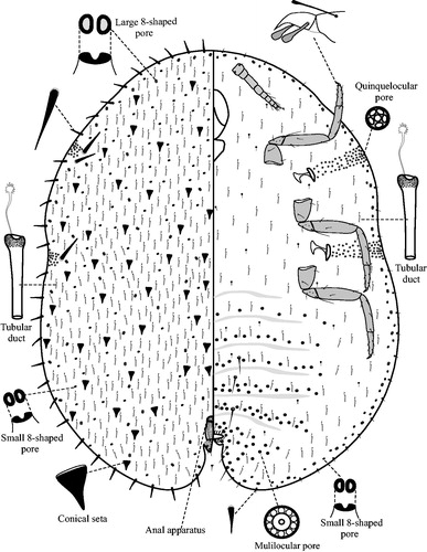 Figure 7 Morphology of Stictacanthus sugonyaevi n. sp., holotype.