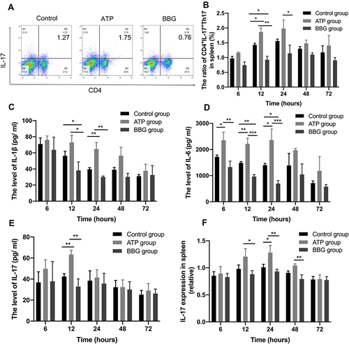 Figure 4 P2X7R promote Th17 cells and pro-inflammatory cytokines production. (A) The expressions of CD4+IL-17+Th17 cells among the three groups at 12h. (B) The levels of CD4+IL-17+Th17 cells in ATP group, BBG group and Control group at each time point. (C-E) The serum levels of IL-1β, IL-6 and IL-17 of the three groups at each time point. (F) The expression of IL-17 mRNA among three groups at each time point. * P<0.05, ** P< 0.01, *** P< 0.001.