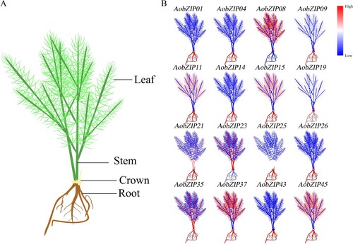 Figure 8. The AobZIP expression patterns in different tissues at the seeding stage. The expression levels of AobZIP were analyzed in four different tissues (including root, stem, leaf, and crown) at the seeding stage. (A) Diagram of different asparagus tissues at the seeding stage. (B) The expression levels of AobZIP genes at the seeding stage. The color variation of each tissue, from blue to red, represents the variation of the relative expression level from low to high.