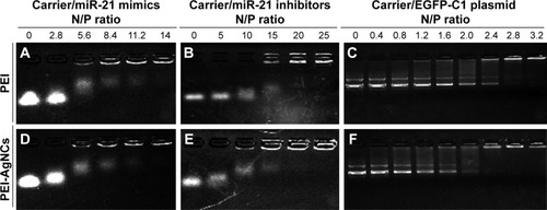 Figure 2 Images of agarose gel electrophoresis retardation assay. The complexes of (A) PEI/miR-21i, (B) PEI-AgNCs/miR-21i, (C) PEI/miR-21m, (D) PEI-AgNCs/miR-21m, (E) PEI/DNA, and (F) PEI-AgNCs/DNA.Abbreviations: PEI-AgNCs, polyethyleneimine-capped silver nanoclusters; miR-21i, miR-21 inhibitors; miR-21m, miR-21 mimics; N/P, nitrogen:phosphate.