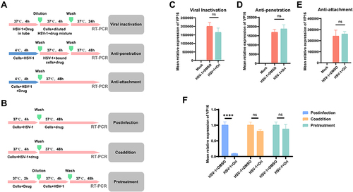 Figure 4 Ori inhibits on HSV-1 virus replication in vitro. (A) A schematic of different Ori treatments administered to HSV-1 and Vero cells. Ori treatment in different modes was used to study its effect on the stage of viral inactivation, penetration and attachment. (B) A schematic of different Ori treatments administered to HSV-1 and host cells. Ori treatment in different ways was used to study its effect on the pre-infection, coaddition, and the post-infection stage. (C–E) Ori treatment during viral inactivation, attachment and penetration in the early stage of the HSV-1 life cycle did not disrupt HSV-1 replication. Vero cells were treated with Ori (6 µM) as described in (A) and infected with HSV-1. The expression levels of intracellular HSV-1 VP16 were normalized to RPL5. (F) Ori treatment post infection repressed HSV-1 virus replication. Vero cells were treated with Ori (6 µM) as described in (B) and infected with HSV-1. The expression levels of intracellular HSV-1 VP16 were in each group normalized to RPL5. (****P < 0.0001, ns means no significance). P values were calculated with Student’s t-test.