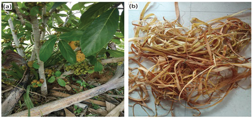 Figure 1. (a) Ficus Carica plant (b) Ficus Carica fiber.