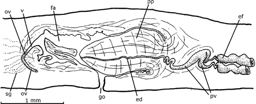 Figure 10. Gigantea chiriquii (Hyman, Citation1962). Diagrammatic reconstruction of copulatory apparatus in lateral view of the holotype. Scale bar: 1 mm.