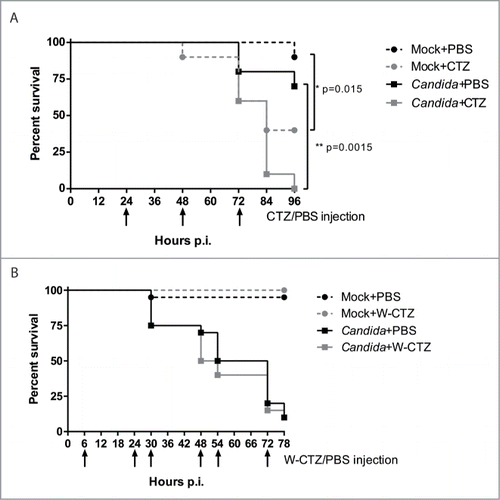 Figure 6. In vivo monitoring of the toxic effect of repeated injection of CTZ on G. mellonella larvae. Twenty animals per group were monitored for survival. At t = 0, larvae were infected with 4 × 105 C. albicans cells in 40 μl. Then larvae were injected twice a day with 40 µl of 250 µM of CTZ or with PBS only. Surviving animals were monitored before every injection. (A) Effect of CTZ diluted in the modified LA buffer. Animals were injected at 12, 24, 48, 72 and 96h post-infection with 40 μl of CTZ 250 μM or PBS. *p < 0.05, **p < 0.01, Log-rank test. (B) Effect of water-soluble CTZ (W-CTZ) diluted in PBS. Animals were injected at 6, 24, 30, 48, 54 and 72h post-infection with 40 μl of W-CTZ 250 μM or PBS. In both experiments, (A) and (B), animal survival was recorded before every CTZ/PBS injection.