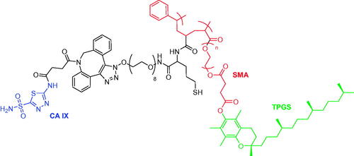 Figure 8. Structure of acetazolamide-oligomer (CA IX-SMA-TPGS).