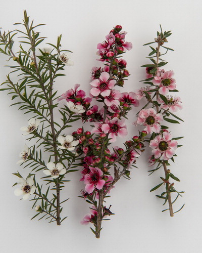 Figure 1. Flowering shoots of the diploid variety ‘Plant 1’ (left), triploid variety Leptospermum scoparium ‘Martinii’ (centre) and the tetraploid variety L. scoparium ‘Keatleyi’ (right).