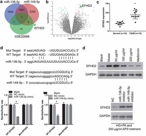 Figure 5. EFHD2 is the potential target genes of miR-136-5p and miR-149-5p. (a) The potential target genes of miR-136-5p and miR-149-5p were predicted by Starbase 3.0. And different-expressed mRNAs in β cell between non-diabetic condition and diabetic condition were analyzed by GEO2R in the GSE20966 dataset of Gene Expression Omnibus. Intersection of 3 sets of results was shown. (b) The heat map about the different-expressed mRNAs in β cell between non-diabetic condition and diabetic condition which analyzed by GEO2R in the GSE20966 dataset. Red: overexpression; Green: significant downexpression. (c) The EFHD2 expression was analyzed in GSE20966 dataset. (d) the bind site between miR-136-5p, miR-149-5p and 3′-UTR. And this bind was verified by luciferase reporter assay. The renilla/firefly ratio was significantly lower in miR-136-5p/miR-149-5p mimic + WT EFHD2 group than that in NC mimic + WT EFHD2 group, whereas the renilla/firefly ratio had no significantly changed between NC mimic + Mut EFHD2 group and miR-136-5p/miR-149-5p mimic + Mut EFHD2 group, suggesting that miR-136-5p and miR-149-5p can bind with the 3′-UTR of EFHD2. (e) EFHD2 expression was measured by western blot