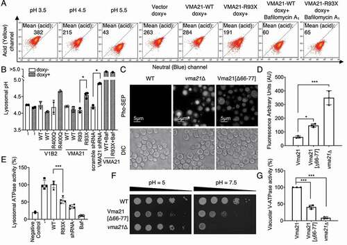 Figure 6. Follicular-lymphoma associated VMA21 mutations reduce the ability of the V-ATPase to acidify lysosomes because of reduced lysosomal V-ATPase activity. (A) Stable HEK293T cells carrying inducible WT or MUT VMA21 were induced with doxycycline and loaded with the pH indicator dextran-conjugated LysoSensor Blue/Yellow. Untransfected cells were treated with EMS buffer calibrated to pH 3.5, pH 4.5 or pH 5.5. The fluorescence intensity of cell suspensions was read using flow cytometry. The mean fluorescence intensity of the yellow dye signal is a measure of lysosomal pH. (B) Estimation of lysosomal pH from data generated as in panel A with n = 3. (C) Vacuolar pH was measured using a pH-sensitive Pho8-SEP protein that exhibits stronger fluorescence with higher pH. Upper images show the fluorescence signal of Pho8-SEP; lower images show the corresponding light microscopy. (D) The quantitative analysis of fluorescence intensity of Pho8-SEP in WT, Vma21[∆66-77], and vma21∆ cells. Mean ± SD of n = 3 independent experiments. Unpaired, 2-tailed t-test with Bonferroni correction; *: p < 0.05, ***: p < 0.005. (E) Lysosomal V-ATPase activity (see Materials and Methods) in lysosomal preparations isolated via lyso-IP from cells carrying no lyso-IP bait (negative control), (-) empty vector, VMA21 WT, VMA21 93X, an shRNA targeting VMA21 or bafilomycin A1. n = 4, unpaired, 2-tailed t-test; ***: p < 0.005. (F) Growth of yeast strains (WT, Vma21[∆66-77], and vma21∆) on YPD plates buffered to pH 5.0 and on YPD plates buffered to pH 7.5. (G) The quantitative V-ATPase activity of WT, Vma21[∆66-77], and vma21∆ vacuoles were measured. After vacuole isolation, the release of inorganic phosphate arising from hydrolysis of ATP was determined. Mean ± SD of n = 3 independent experiments. Unpaired, 2-tailed t-test; ***: p < 0.005.