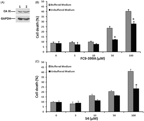 Figure 1. CA IX expression and cytotoxic effect of FC9–399A and S4 inhibitors on Me30966 cells. (a) Western blot analysis of CA IX expression in total cellular extract of Me30966 cultured in unbuffered, line 1 and buffered, line 2 conditions. As a control for protein loading the membranes were blotted with anti-GAPDH antibody (b). Me30966 cells were incubated in buffered and unbuffered medium, treated for 24 h with 5, 10, 50 and 100 μM of FC9–399A (b) and S4 (c). Columns, mean percentages of cell death of three independent experiments run in triplicate; bars indicate SD. (*) indicates p < 0.001 (compared to single treatments).