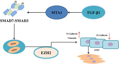 Figure 7 Schematic diagram showing the TGF-β-MTA1-SMAD7-SMAD3-SOX4-EZH2 signaling axis in promoting EMT in HCC cells.