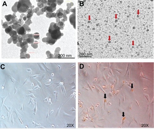 Figure 1 Transmission electron micrographs of naked IONPs (A) and IONPs (arrows) in gel (B). Images of GBM-U87 cells in an untreated culture (C) and after 24 hours of incubation with IONPs 25 μg/mL (D).Note: Arrowhead indicates intracellular localization of IONPs.Abbreviation: IONPs, iron oxide nanoparticles.