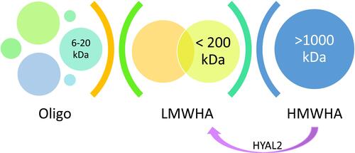 Figure 1 The immune activity of LMW-HA and HMW-HA.Citation16