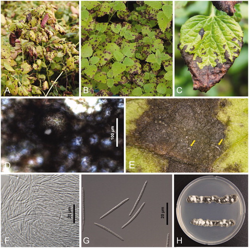 Figure 1. Leaf spot of lemon balm (Melissa officinalis) infected with Septoria melissae. (A, B) Heavy infections detracting from the beauty of the plant; (C) Close-up symptoms in the later stage of disease development. Note the pycnidial conidiomata showing as small black dots on the lesions; (D) Conidiomata; (E) White cream-colored cirrhi of conidia being extruded through the ostioles of pycnidial conidiomata; (F) Conidia mass; (G) Conidia; (H) Two-week-old colonies of Septoria melissae growing on potato dextrose agar. Note plentiful production of conidia on the hazy gray and black colonies.