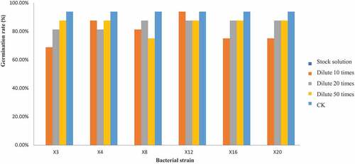 Figure 2. The effect of different bacterial concentration of fermentation liquor on germination inhibition rate of wild oat seeds