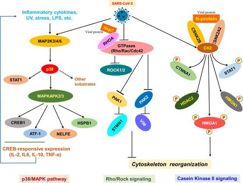 Figure 2 SARS-CoV-2-induced signaling pathways. Diagram of the SARS-CoV-2-mediated p38/MAPK, Rho/Rock, and casein kinase II signaling pathways involved mainly in the viral replication. The p38/MAPK pathway executes a vital role in cell proliferation while the Rho/Rock, and casein kinase II signaling pathways are implicated in the cytoskeleton reorganization of normal cells. The Rho/Rock signaling is reduced upon infection.