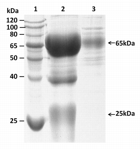 Figure 2. SDS–PAGE analysis of the purified IgY. Lane 1, low-molecular-weight protein markers; lane 2, IgY purified from the eggs after last vaccine; lane 3, IgY purified from eggs before the first vaccine. The upper arrow shows a heavy chain of IgY (65 kDa), and the lower arrow shows a light chain of IgY (25 kDa).