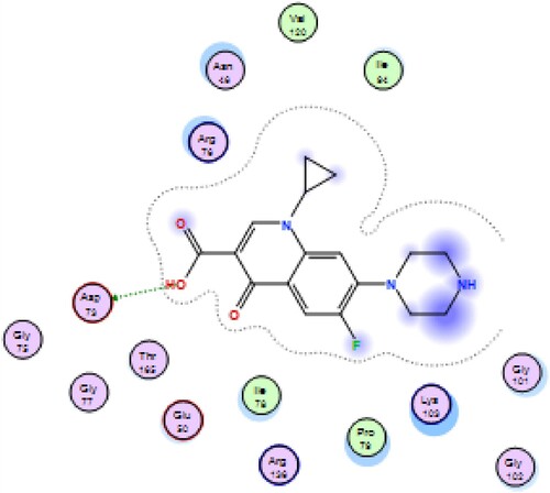 Figure 2. 2D Binding of ciprofloxacin with 4DUH.