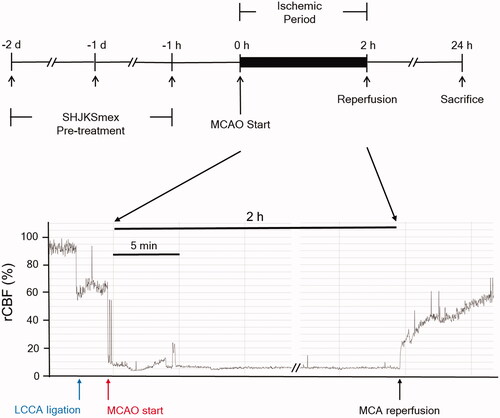 Figure 1. Schematic diagram of the process used to establish the middle cerebral artery occlusion (MCAO) model. The methanol fraction of the modified Seonghyangjeongki-san water extract (SHJKSmex) was administered for 3 consecutive days as pre-treatment before 2 h of MCAO induction. Mice were sacrificed 24 h after the initiation of MCAO (24 h post-MCAO). During the entire ischaemic period, the relative cerebral blood flow (rCBF) was monitored using laser Doppler flowmetry. LCCA: left common carotid artery; MCA: middle cerebral artery.