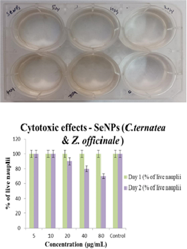 Figure 14. Cytotoxic effect of SeNPs (Clitoria ternatea + Zingiber officinale).
