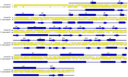 Fig. 6. Sequence alignment of the N-terminal domains of human ubiquitin E1 (1-449) and S. cerevisiae E1 (1-424).Notes: Secondary structures of human ubiquitin E1 (1-439) and S. cerevisiae E1 (1-424) were labeled above and below the amino acid sequence based on the crystal structure (PDB ID: 4P22 and 3CMM).