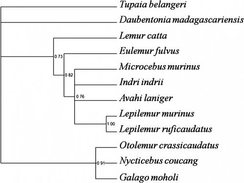 Figure 3 Most likely phylogenetic reconstruction derived from the Bayesian analysis. Numbers adjacent to the nodes indicate estimated posterior probabilities.