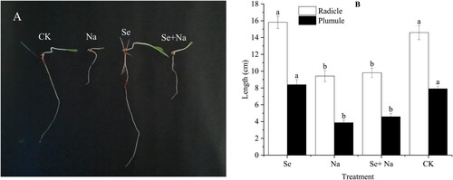 Figure 2. Radicle and plumule growth (A) and length (B) of sorghum seeds under various treatments. Abbreviations are defined in Figure 1 caption. Error bars represent standard deviation of the mean (n = 3). Different letters above error bars indicate significant differences among the treatments at the 0.05 level.