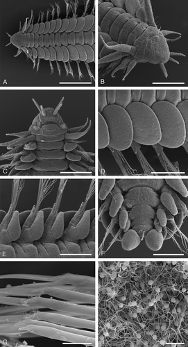 Figure 6.  SEM micrographs of paratypes of Paranaitis katoi sp. nov. (A–F SMNH Type-7381; G,H SMNH Type-7380). A. Anterior end, dorsal view. B. Anterior end, antero-lateal view. C. Anterior end, ventral view. D. Median parapodia, left side, dorsal view. E. Median parapodia, right side, ventral view. F. Posterior end, ventral view. G. Articulation of chaetae. H. Sperm. Scale lines: A, 500 µm; B, 200 µm; C, 150 µm; D,E, 250 µm; F, 100 µm; G,H, 10 µm.
