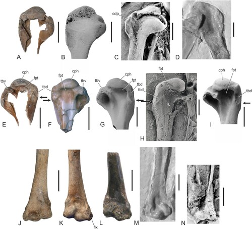 FIGURE 4. Humeri of Eocene stem group Galliformes. A, Waltonortyx bumbanipodiides, gen. et sp. nov. from Walton-on-the-Naze, proximal end of right humerus (holotype, NMS.Z.2021.40.175) in cranial view. B, cf. Argillipes aurorum from the lower Eocene of Egem in Belgium (IRSNB Av 163), proximal end of right humerus in cranial view; the specimen was coated with ammonium chloride. C, Paraortygoides messelensis from the latest early or earliest middle Eocene of Messel (SMF-ME 11112a), proximal end of right humerus is cranial view; the specimen was coated with ammonium chloride. D, Gallinuloides wyomingensis from the lower Eocene Green River Formation (WDC CGR−012), proximal end of left humerus is cranial view. E, W. bumbanipodiides, gen. et sp. nov., proximal end of right humerus in caudal view. F, proximal left humerus from the early Eocene of Mongolia that was referred to Bumbanortyx transitoria by Zelenkov (Citation2021) (PIN 3104/128), caudal view. G, cf. Argillipes aurorum from Egem (IRSNB Av 163), proximal end of right humerus in caudal view. H, P. messelensis (holotype, SMF-ME 1303a), proximal end of left humerus in caudal view; the specimen was coated with ammonium chloride. I, Paraortyx lorteti from the lower Eocene of Belgium (IRSNB Av 115), proximal end of right humerus in caudal view. J, K, undetermined galliform from Walton-on-the-Naze, from the London Clay of Walton-on-the-Naze (NMS.Z.2021.40.176), distal portion of a right humerus in caudal (J) and cranial (K) view. L, Argillipes aurorum from the London Clay of the Isle of Sheppey (NHMUK A 4282), distal portion of left humerus (mirrored to ease comparisons) in cranial view. M, G. wyomingensis (WDC CGR−012), distal end of left humerus in cranial view. N, P. messelensis (SMF-ME 11112a), distal end of right humerus is cranial view; the specimen was coated with ammonium chloride. The arrows in E–I denote the distal terminus of the tuberculum dorsale. In A and B the humeri are shown to scale, in E–I they are brought to the same size. Abbreviations: cdp, crista deltopectoralis; cph, caput humeri; flx, processus flexorius; fpt, second (dorsal) fossa pneumotricipitalis; tbd, tuberculum dorsale; tbv, tuberculum ventrale. The scale bars equal 5 mm.