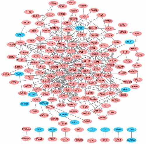 Figure 4. Protein-protein international network. Red represents up-regulated genes, blue represents down-regulated genes.