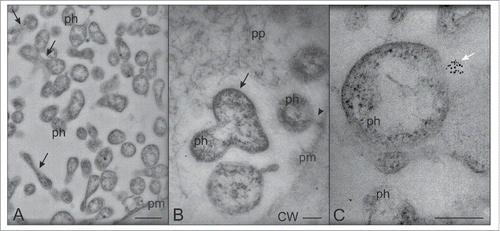 Figure 1. Transmission electron microscopy (TEM) micrographs of phytoplasmas floating in the SE lumen. (A,B) Phytoplasmas are mostly roundish, sometimes elongated; a few are dividing (black arrows). (C) Aggregates of SE actin form unipolar fields on the phytoplasma surface in the SE lumen (white arrow). The arrowhead in (B) indicates the attachment of a phytoplasma to the SE plasma membrane. In (A), the bar corresponds to 500 nm; in (B) and (C) the bars correspond to 200 nm. CW: cell wall; ph: phytoplasma; pm: plasma membrane; pp phoem protein.