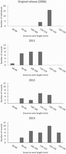 Figure 3. Size distribution of Duvaucel’s geckos released onto Motuora Island in 2006 and distribution of estimated snout-to-vent lengths (SVLs) in 2011, 2012 and 2013.