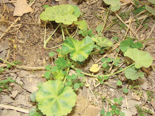 Fig. 1 (Colour online) Malva parviflora plants exhibiting vein yellowing and chlorosis symptoms.