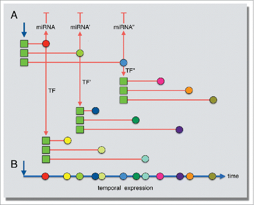 Figure 9. Model for the role of gene length in establishing temporal expression patterns following serum stimulation. (A) Transcription induction occurs simultaneously for several genes (blue arrow), but gene length influences the completion timing of the transcript (red lines). These immediately induced transcription factors (colored circles) then go on to activate their own gene targets (red arrows), whose expression timing is also influenced by gene length. (B) Temporal, staggered expression timing established by gene length.
