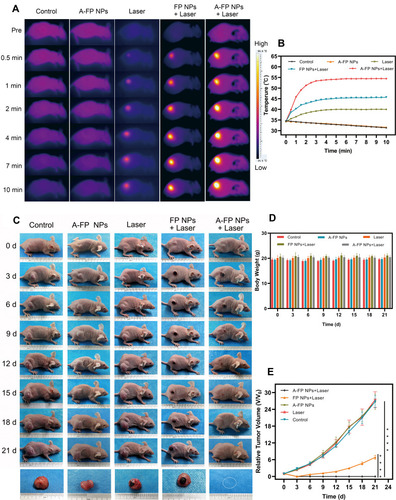 Figure 11 In vivo PTT treatment. (A) IR thermal images of MCF-7 tumor-bearing mice with various groups (control, A-FP NPs only, laser only, FP NPs combined with the laser, and A-FP NPs combined with the laser). (B) The temperature time curves of tumor sites in different groups by the thermal imager. (C) Photographs of changes in MCF-7 tumor-bearing mice of different groups were recorded by cameras every three days during the 21 days. (D) The body weight curves of MCF-7 tumor-bearing mice with various treatments during the 21 days. (E) Relative tumor growth curves of five groups after various treatments during the observation period. (Values are means ± s.d., n = 5, ****P < 0.0001).Abbreviations: PTT, photothermal Therapy; A-FP NPs, AS1411-PLGA@FePc@PFP; FP NPs, PLGA@FePc@PFP.