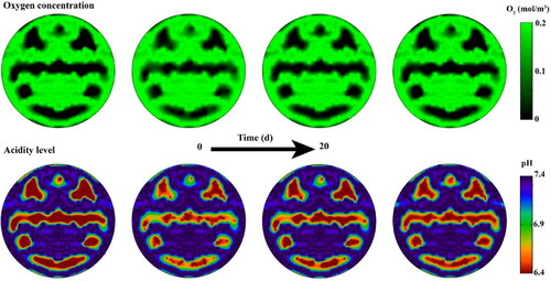 Figure 16. Oxygen distribution and acidity levels in tissues; There is a higher concentration of oxygen near the microvascular. This reduces lactic acid in these areas, so the areas near the microvascular have a higher pH level compared to longer distances from the microvascular. Decreasing cell density also increases oxygen concentration and decreases acidity levels.