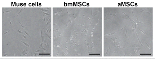 Figure 1. Cell cultures of Muse cells and MSCs. The figure shows representative fields of cell cultures from which we collected secretomes. Black bar represents 100 microns.