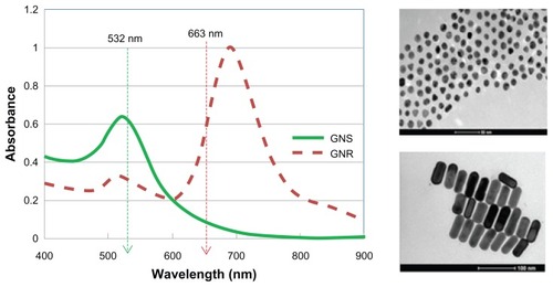 Figure 2 Left: Absorbance spectra of gold nanospheres (green) and gold nanorods (dashed red).Notes: The wavelengths of the lasers are shown by the arrows. Right: transmission electron microscopy image of 30 nm gold nanospheres (upper figure, scale bar 100 nm) and 25 nm × 65 nm gold nanorods (lower figure, scale bar 100 nm).