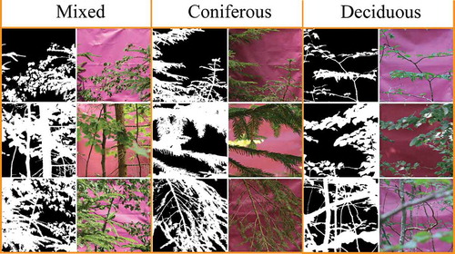 Figure 5. An example of the classification results of the cover board photos. The left, middle, and right panels correspond to the mixed, coniferous, and deciduous forest plots, respectively. In binary images, black areas indicate pixels classified as a board and white areas indicate pixels classified as a non-board