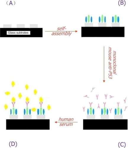 Figure 3 A schematic representation of the LSPR-based nanobiosensor depicting its exposure to human samples.