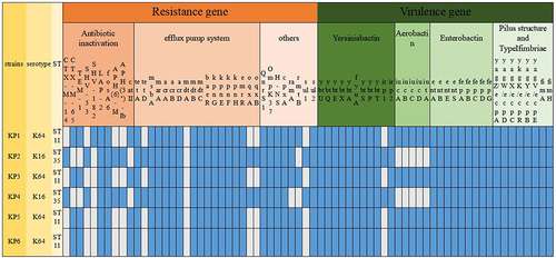 Figure 5 Capuslar serotypes, ST types, and the distribution of genetic features of the strains revealed by Whole genome sequencing (WGS). The presence and absence of the gene were represented by blue and gray squares, respectively.