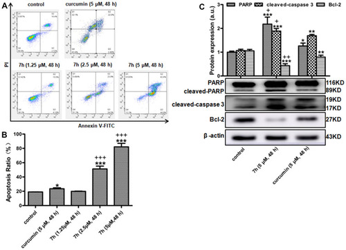 Figure 4 The effect of 7h on apoptosis in SW620 cells. SW620 cells were treated with 7h (1.25, 2.5 or 5 μM) for 48 h, and the cell apoptotic rate was detected with FCM assay (A and B), the cells with DMSO as control and with curcumin (5 μM) as positive control. (C) The effects of 7h on the protein expression of PARP, cleaved-caspase 3 and Bcl-2 were tested by Western blot. Data were presented as Mean ± SD (n = 3) and analyzed by GraphPad Prism 6.0 followed by the Student t-test. *P < 0.05, **P < 0.01 or ***P < 0.001 vs control, +P < 0.05, ++P < 0.01 or +++P < 0.001 vs curcumin.