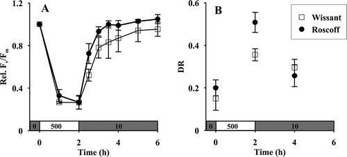 Fig. 3. (A) Relative optimal quantum yield (rel. Fv/Fm) and (B) de-epoxidation ratio of violaxanthin into antheraxanthin and zeaxanthin of gametophytes of L. digitata from Wissant (□) and Roscoff (●) (n = 3). Gametophytes were first exposed to high irradiance (500 µmol photons m–2 s–1) for 2 h and then to dim white light (10 µmol photons m–2 s–1).