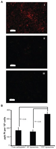 Figure 3 (A) Cellular accumulation of DiI-labeled folate receptor-targeted (FRT) liposomes (i), nontargeted (NT) liposomes (ii), and FRT liposomes in the presence of 1 mM of free folic acid (iii) in IGROV-1 cells after 24 hours. (B) Cellular platinum (Pt) content in IGROV-1 cells after treatment with free carboplatin, carboplatin-loaded NT liposomes, or carboplatin-loaded FRT liposomes.Notes: Images are representative of three independent experiments; data represent the mean plus or minus the standard error of the mean obtained from three independent experiments.Abbreviation: ppb, parts per billion.