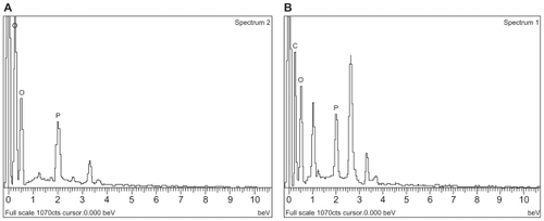 Figure 4 Energy dispersive X-ray (EDX) of A) doxorubicin-loaded liposomes (DOX-L); and B) doxorubicin-loaded PE liposomes (DOX-PEL).