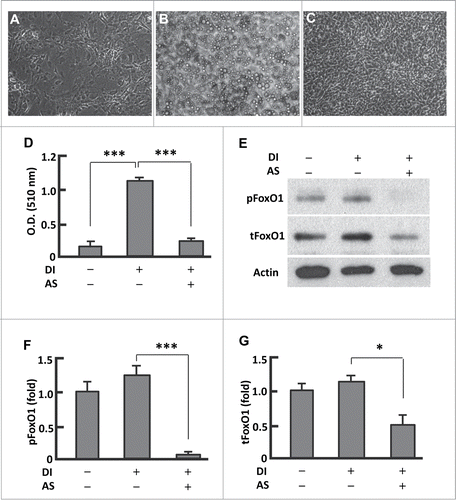 Figure 1. Persistent inhibition of FoxO1 by AS1842856 largely suppressed adipogenesis. (A–B) Microscopy images of preadipocytes that were maintained in basal medium (A), and that underwent differentiation induced with the protocol as described in Materials and Methods (B). (C) Microscopy images of cells that were treated with AS1842856 (1.0 μM, days 0–12) and underwent differentiation induction as in (B). All the images were captured on day 12, with the microscope set at 100X. (D) Measurement of extracted Oil red O retained in cells by the absorbance (O.D.) at 510 nm (n = 6). (E) Representative western blot showing that AS1842856 inhibited FoxO1 through binding the de-phosphorylated sites, and to a lesser extent suppressed FoxO1 protein expression. β-actin was probed as the loading control. DI, differentiation induction; AS, AS1842856. (F and G) Densitometric analysis of protein gel blot images with NIH ImageJ software; n = 3−5. * P < 0 .05, and ***, P < 0 .0001.